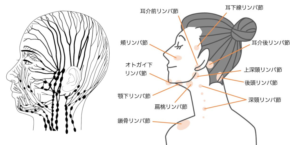 リンパの流れとリンパ節