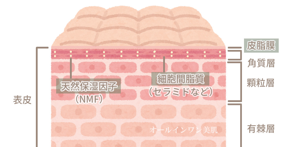 肌の構造 皮膚のバリア機能