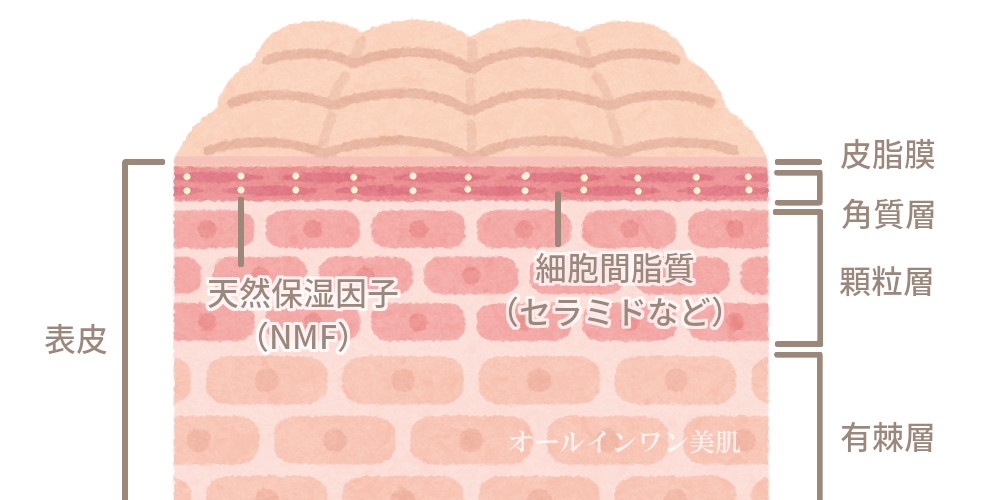 肌の構造 角質層